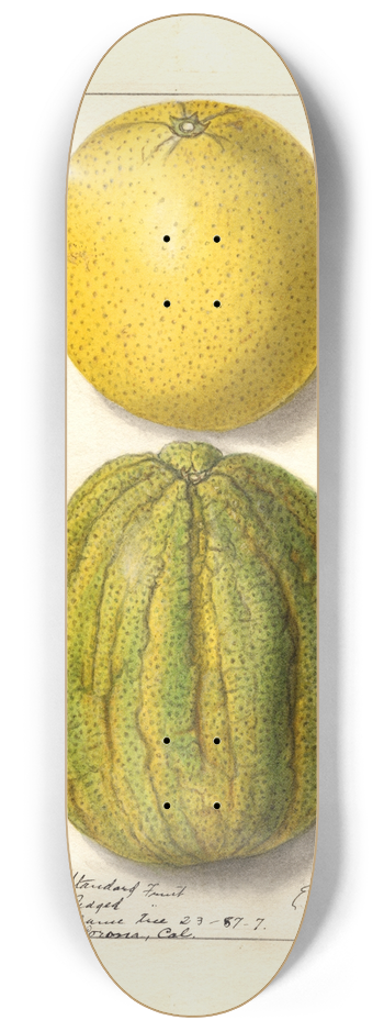 Ellen Isham Schutt - Citrus sinensis: Valencia 8.25 inch art skate deck