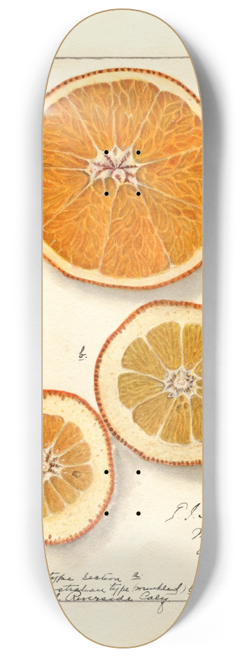 Ellen Isham Schutt - Citrus sinensis: Washington Navel 8.25 inch art skate deck