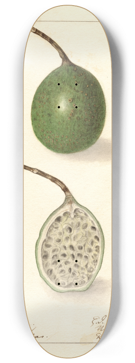Ellen Isham Schutt - Passiflora 8.25 inch art skate deck