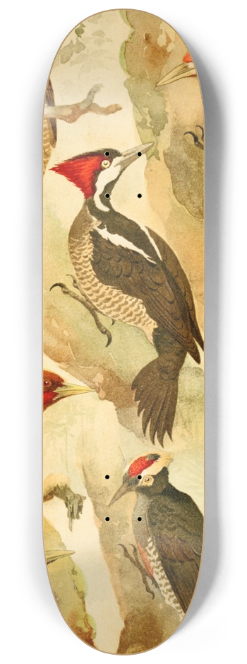 Emil August Gldi - Picapus, Jpec 8.25 inch art skate deck