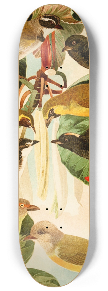 Emil August Gldi - Pipiras 8.25 inch art skate deck