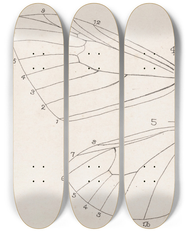 Triptych art skateboard deck of George Hudson Entomology Watercolour Pl165 by George Hudson (1867-1946)