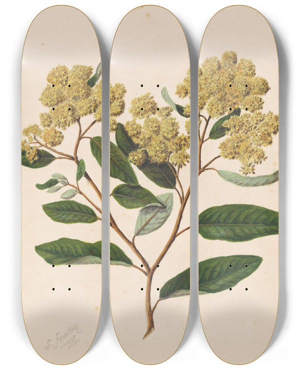 Triptych art skateboard deck of Sarah Featon Kmarahou Gumdiggers Soap Pomaderris Kumeraho by Sarah Featon (1848-1927)