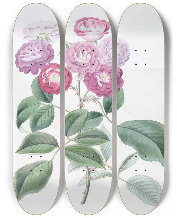 Triptych art skateboard deck of Sydenham Edwards The Seven Sisters Rose by Sydenham Edwards (1768-1819)