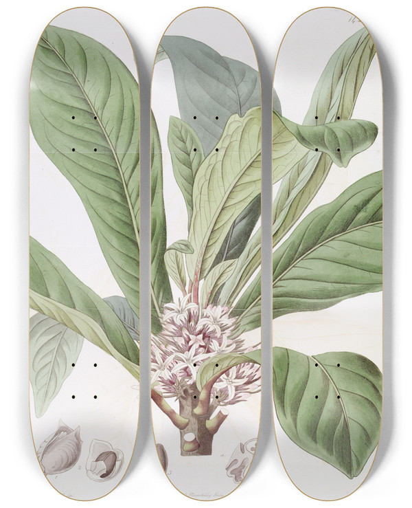 Triptych art skateboard deck of Sydenham Edwards Sweetscented Galipea by Sydenham Edwards (1768-1819)