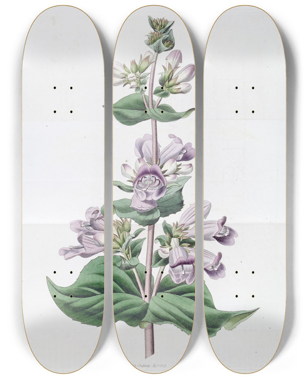 Triptych art skateboard deck of Sydenham Edwards Glandular Pentstemon by Sydenham Edwards (1768-1819)