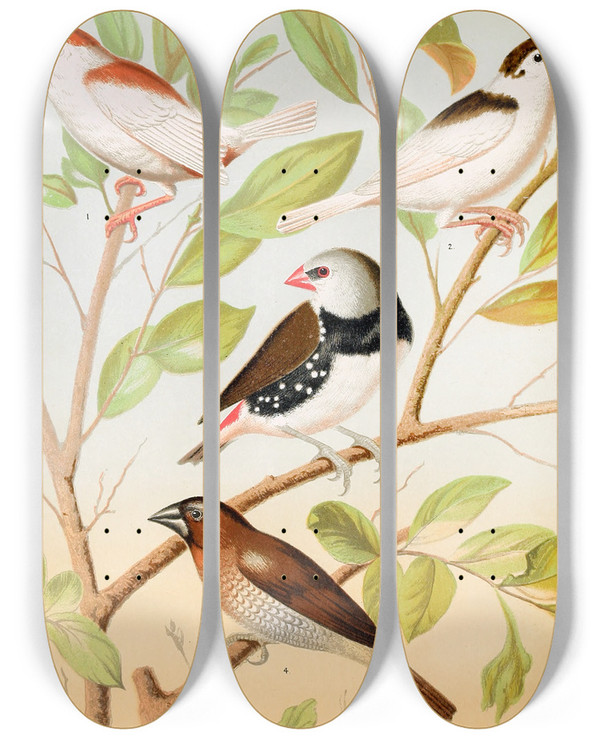 Triptych art skateboard deck of W A Blakston Pied Mannkins Diamond Sparrow Nutmeg Or Spice Bird by W A Blakston (19-)