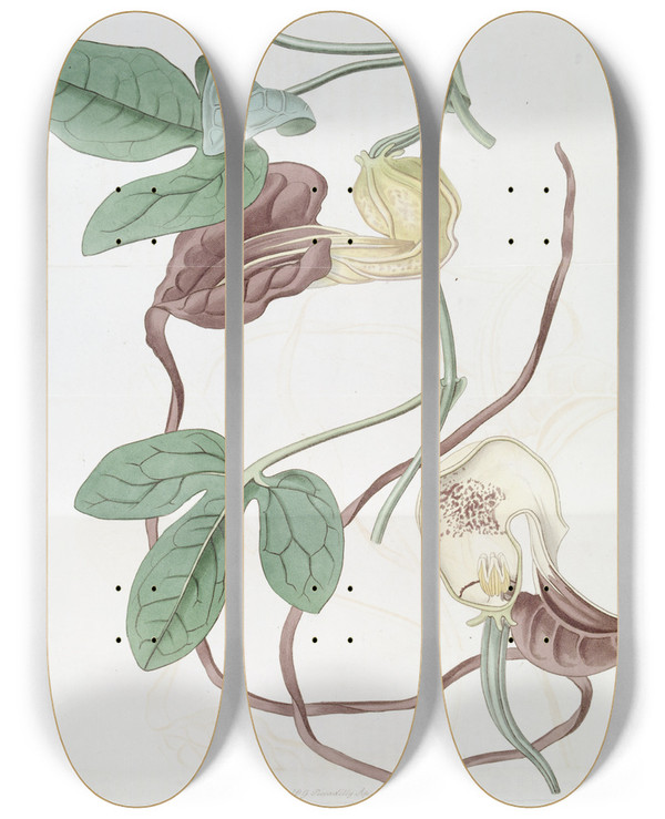 Triptych art skateboard deck of Sydenham Edwards Spotted Cattleya by Sydenham Edwards (1768-1819)