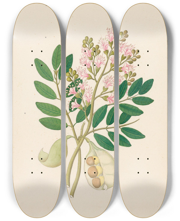 Triptych art skateboard deck of Clemenz Heinrich Wehdemann Schotia Nov Sp Schotia Latifolia by Clemenz Heinrich Wehdemann (1762-1835)