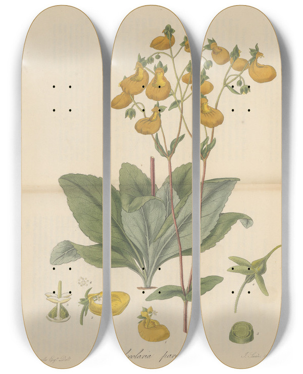 Triptych art skateboard deck of William Jackson Hooker Calceolaria Paralia by William Jackson Hooker (1785-1865)
