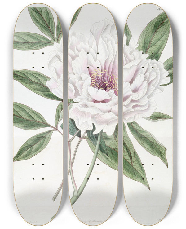 Triptych art skateboard deck of Sydenham Edwards The Semidouble Tree Paeony by Sydenham Edwards (1768-1819)