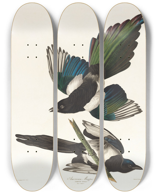 Triptych art skateboard deck of John James Audubon American Magpie by John James Audubon (1785-1851)