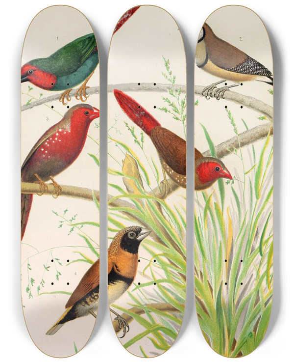 Triptych art skateboard deck of W A Blakston Parrot Finch Bichenos Finch Australian Crimson Finch Chestnut Breasted Finch by W A Blakston (19-)
