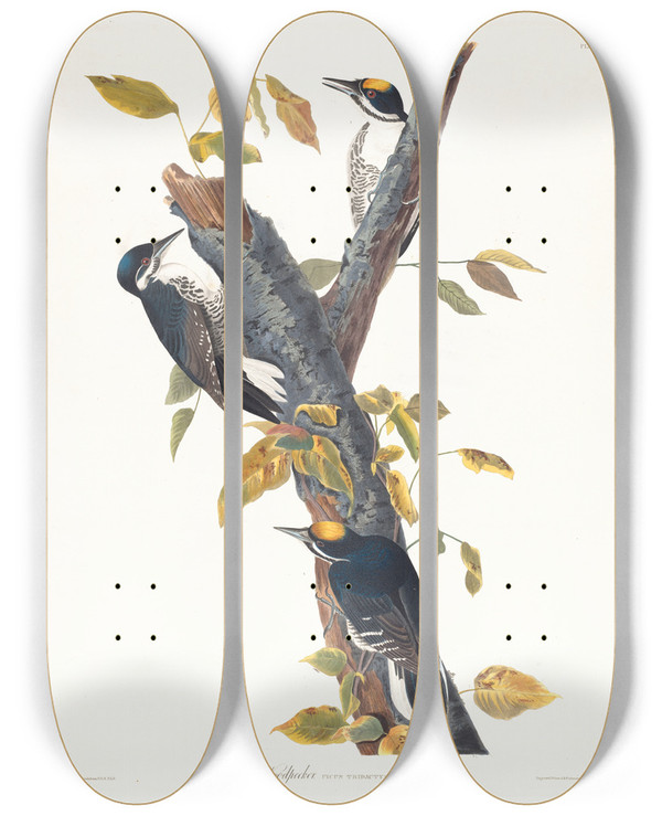 Triptych art skateboard deck of John James Audubon Threetoed Woodpecker by John James Audubon (1785-1851)