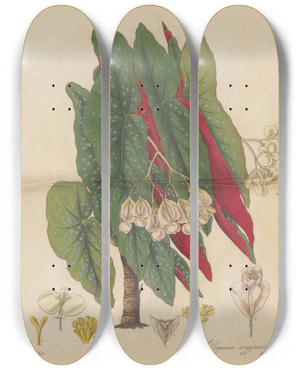 Triptych art skateboard deck of William Jackson Hooker Begonia Argyrostigma by William Jackson Hooker (1785-1865)