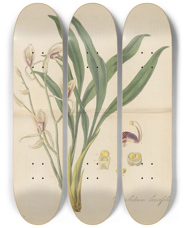 Triptych art skateboard deck of William Jackson Hooker Cymbidium Lancifolium by William Jackson Hooker (1785-1865)
