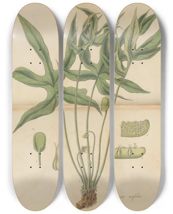 Triptych art skateboard deck of William Jackson Hooker Dorstenia Arifolia by William Jackson Hooker (1785-1865)