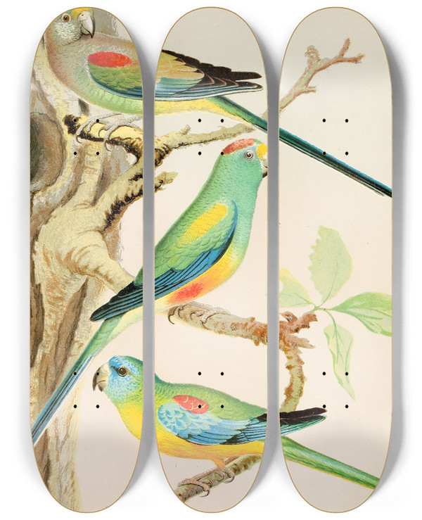 Triptych art skateboard deck of W A Blakston Turquoisine Parrakeet Many Coloured Parrakeets by W A Blakston (19-)