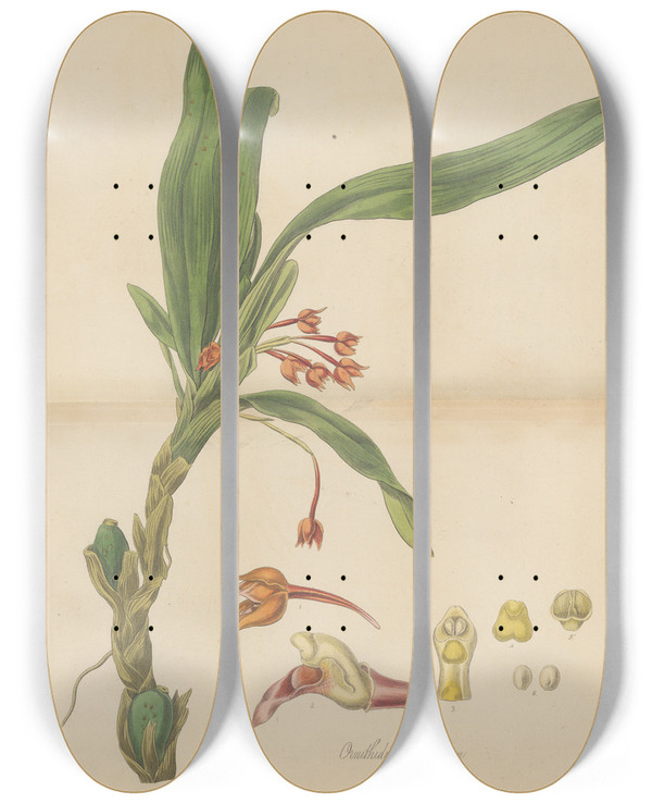 Triptych art skateboard deck of William Jackson Hooker Ornithidium Coccineum by William Jackson Hooker (1785-1865)