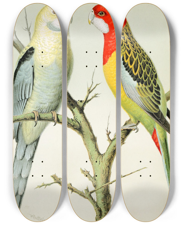 Triptych art skateboard deck of W A Blakston Rosella Parrakeets by W A Blakston (19-)