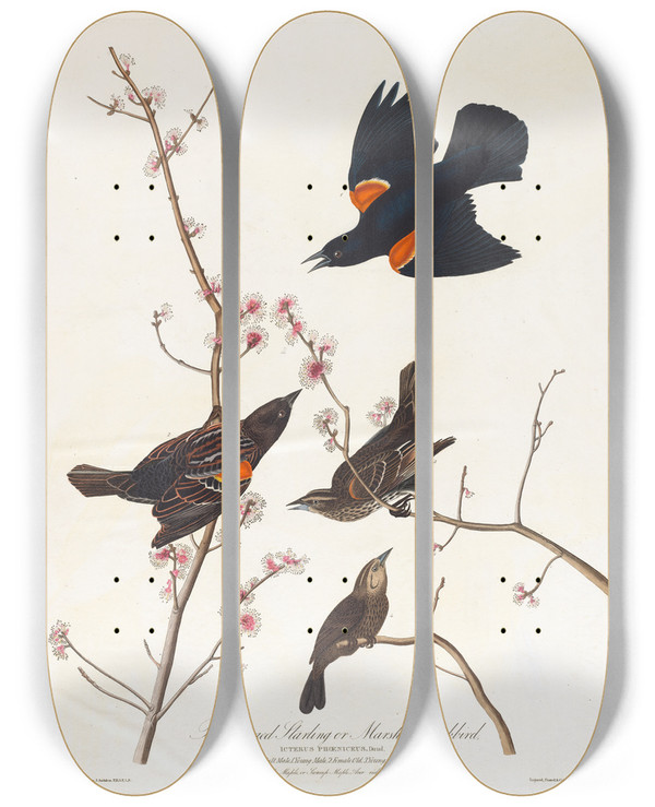 Triptych art skateboard deck of John James Audubon Red Winged Starling Or Marsh Blackbird by John James Audubon (1785-1851)