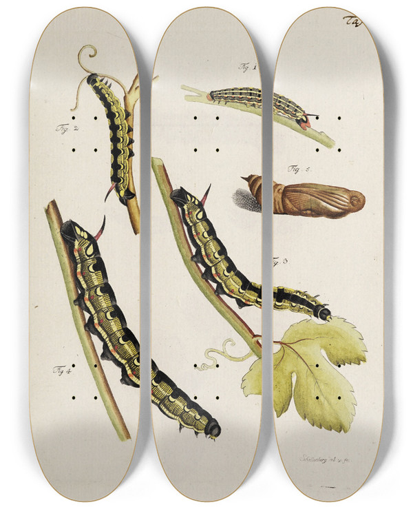 Triptych art skateboard deck of Johann Caspar Fuessli Archives De Lhistoire Des Insectes Pl35 by Johann Caspar Fuessli (1743-1786)