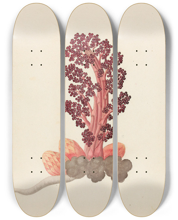 Triptych art skateboard deck of Clemenz Heinrich Wehdemann Aphyteia Hydnora Nymphaea Nouchali by Clemenz Heinrich Wehdemann (1762-1835)