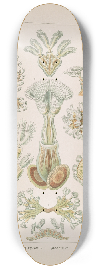 Ernst Haeckel - Bryozoa.  Moostiere 8.25 inch art skate deck