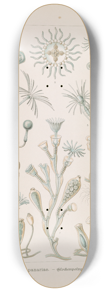 Ernst Haeckel - Campanariae.  Glockenpolnpen 8.25 inch art skate deck