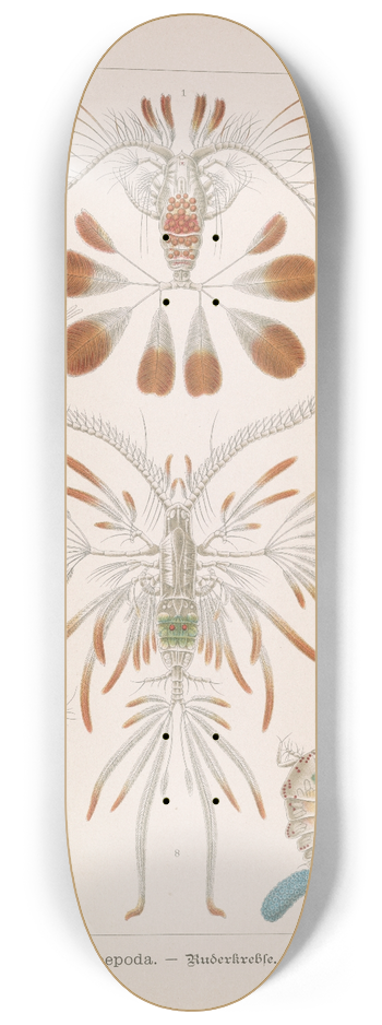 Ernst Haeckel - Copepoda.  Ruderkrebse 8.25 inch art skate deck