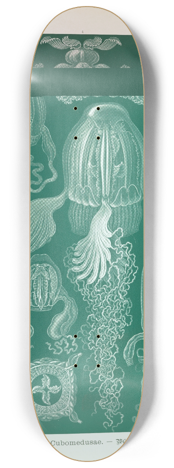 Ernst Haeckel - Cubomedusae.  Wrfelquallen 8.25 inch art skate deck