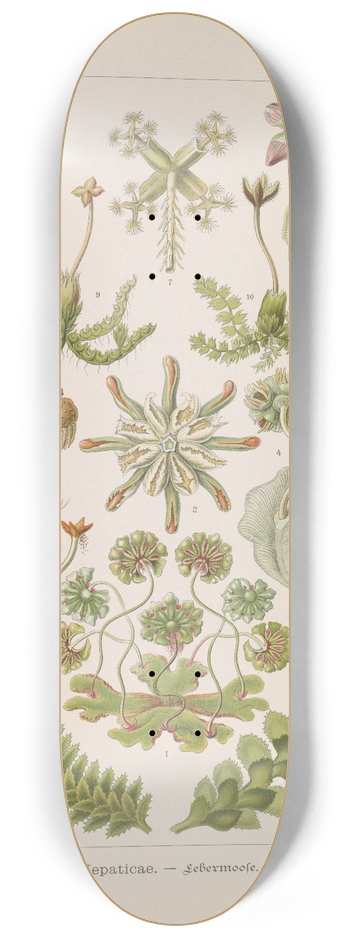 Ernst Haeckel - Hepaticae.  Lebermoose 8.25 inch art skate deck
