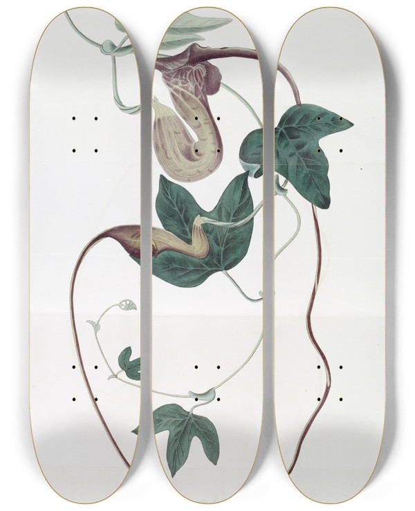 Triptych art skateboard deck of Sydenham Edwards Lividflowered Birthwort by Sydenham Edwards (1768-1819)