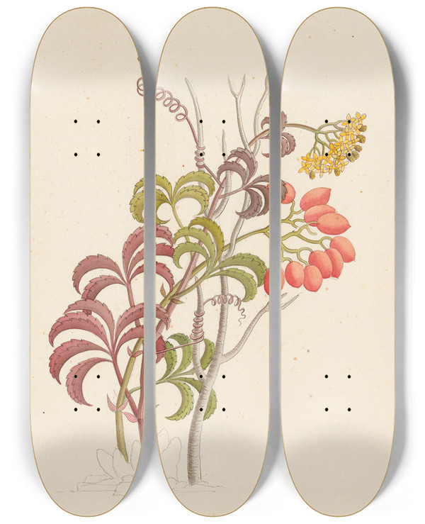 Triptych art skateboard deck of Clemenz Heinrich Wehdemann Cisfus Nov Sp Cyphostemma Quinatum by Clemenz Heinrich Wehdemann (1762-1835)