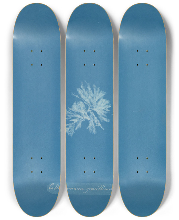 Triptych art skateboard deck of Anna Atkins Callithamnion Gracillimum by Anna Atkins (1799-1871)