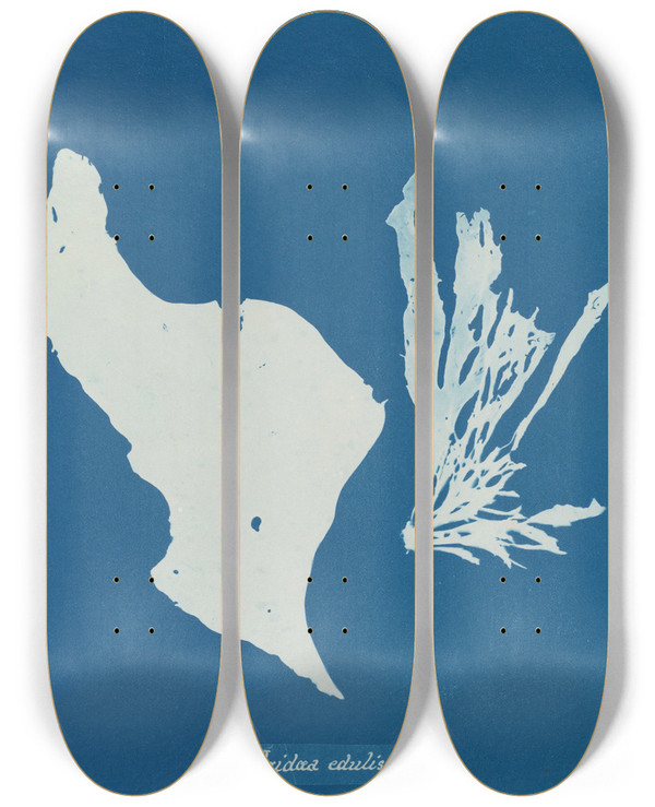 Triptych art skateboard deck of Anna Atkins Irida Edulis by Anna Atkins (1799-1871)