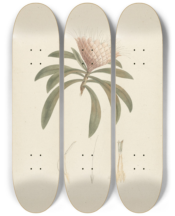 Triptych art skateboard deck of Luigi Balugani Protea Gaguedi Jf Gmel Protea by Luigi Balugani (1737-1770)