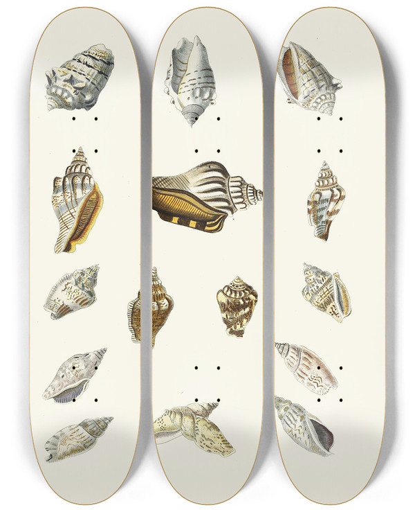 Triptych art skateboard deck of Heinrich Carl Kster Die Flugelschnecken Strombea Pl14 by Heinrich Carl Kuster (1807-1876)