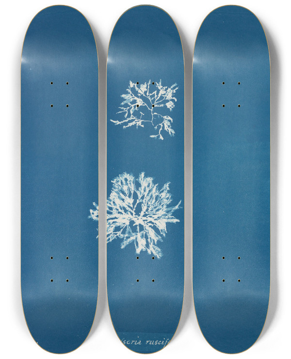 Triptych art skateboard deck of Anna Atkins Delesseria Ruscifolia by Anna Atkins (1799-1871)