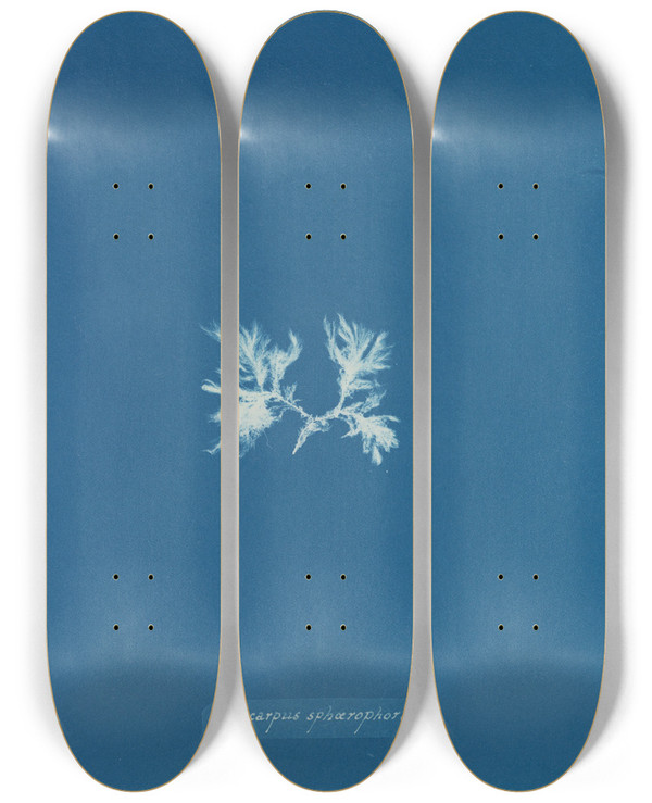 Triptych art skateboard deck of Anna Atkins Ectocarpus Sphrophorus by Anna Atkins (1799-1871)
