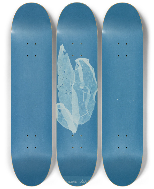 Triptych art skateboard deck of Anna Atkins Laminaria Debilis by Anna Atkins (1799-1871)