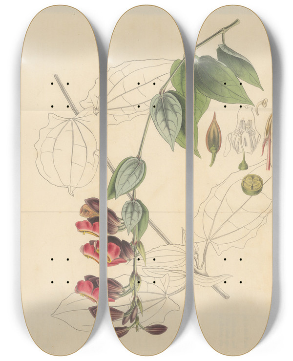 Triptych art skateboard deck of William Jackson Hooker Thunbergia Coccinea by William Jackson Hooker (1785-1865)