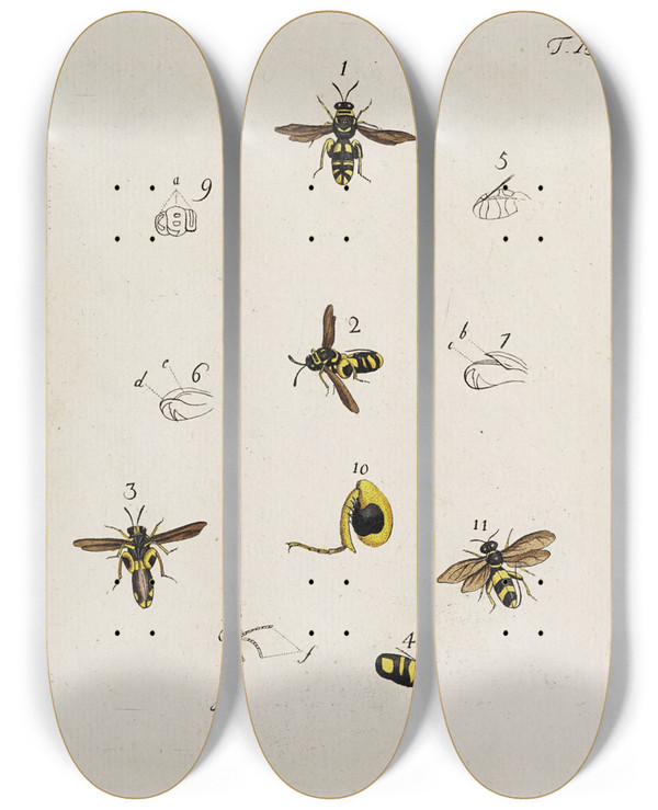 Triptych art skateboard deck of Johann Caspar Fuessli Archives De Lhistoire Des Insectes Pl18 by Johann Caspar Fuessli (1743-1786)