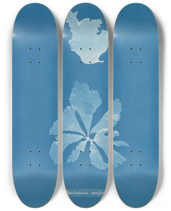 Triptych art skateboard deck of Anna Atkins Rhodomenia Reniformis by Anna Atkins (1799-1871)