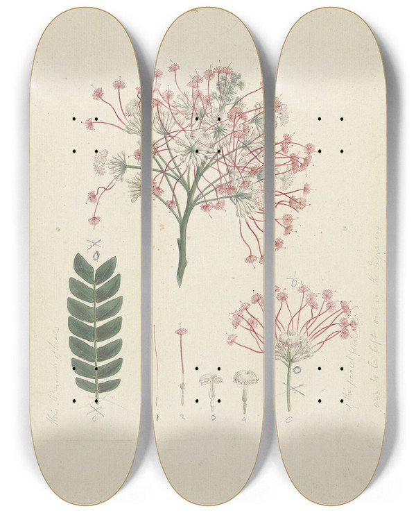 Triptych art skateboard deck of Luigi Balugani Albizia Gummifera Jf Gmel Ca Sm Gummy Albizia Tree by Luigi Balugani (1737-1770)