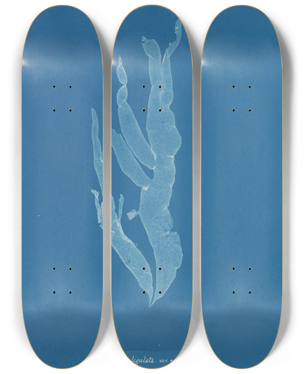 Triptych art skateboard deck of Anna Atkins Halymenia Ligulata Var Ramentacea by Anna Atkins (1799-1871)