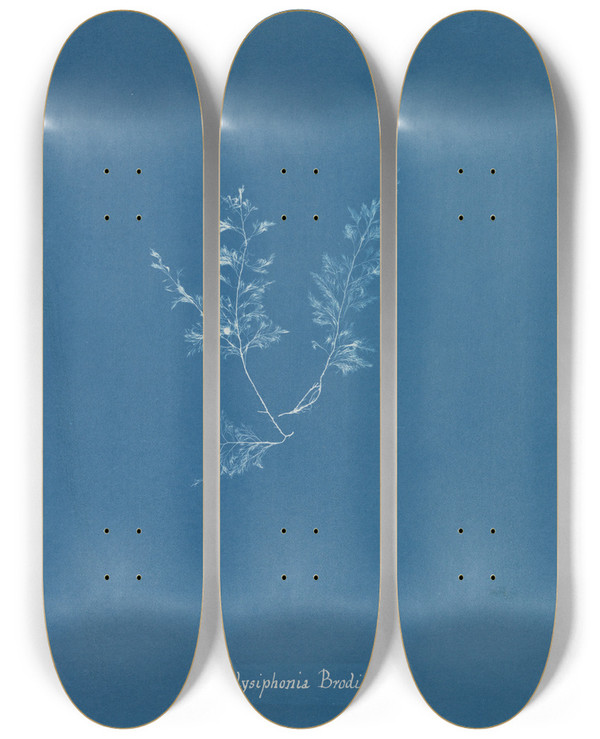 Triptych art skateboard deck of Anna Atkins Polysiphonia Brodiaei Part X by Anna Atkins (1799-1871)