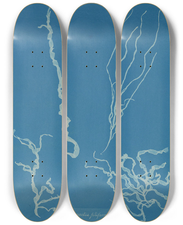Triptych art skateboard deck of Anna Atkins Dumontia Filiformis by Anna Atkins (1799-1871)
