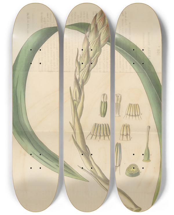 Triptych art skateboard deck of William Jackson Hooker Gusmannia Tricolor by William Jackson Hooker (1785-1865)