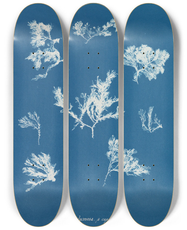 Triptych art skateboard deck of Anna Atkins Ptilota Plumosa Capillaris by Anna Atkins (1799-1871)
